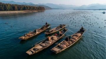 阜陽河道刀魚泛濫村民狂撈背后是生態改善信號?