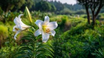心馳神往!廣西橫州茉莉花之旅不容錯過