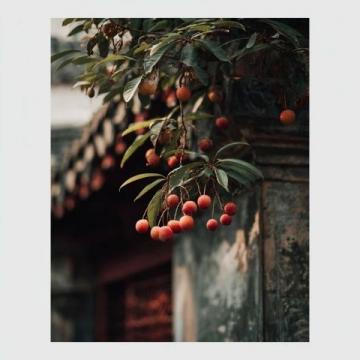 揭秘:楊貴妃為何對(duì)荔枝情有獨(dú)鐘?