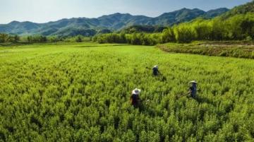 浙江油菜花盛開如黃金狂潮，浪漫春色不容錯過，速來打卡！