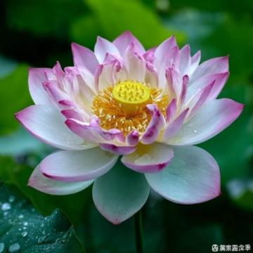 心馳神往!廣西橫州茉莉花之旅不容錯過