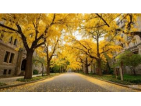 大理銀杏好風光，這里風景獨好！抓緊去看看吧！初冬時節(jié)，又是一年銀杏飄黃