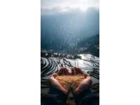 中國6大名優大米盤點：你的家鄉米在榜上嗎？