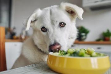 秋冬換季注意!避免給狗狗喂食冷食保持健康