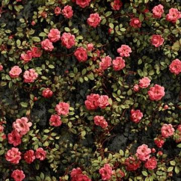 美倫堡薔薇花墻全攻略:避開(kāi)人群，觸手可及的五顏六色花朵