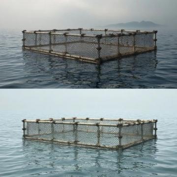 三點必知！養殖青魚的水深度、密度和水環境管理秘籍