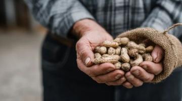 花生種植全攻略：從選種、育苗到高產收成的實用技巧