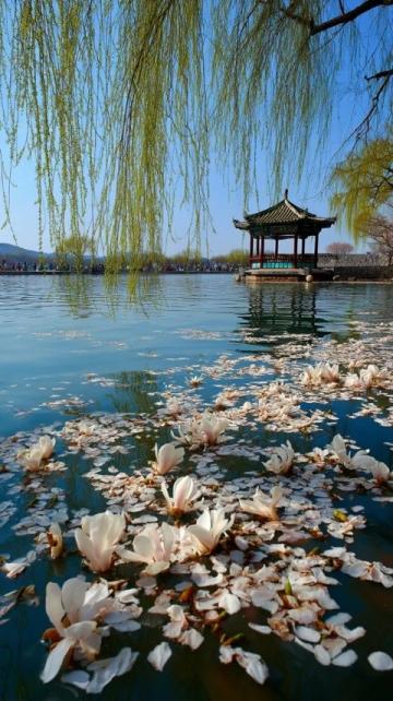 滎陽(yáng)豐樂櫻花園賞花指南:免門票詳情及游玩攻略