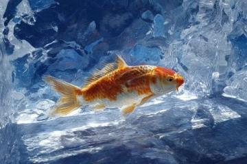 超有趣的冷知識大盤點:從大腦到金魚的秘密