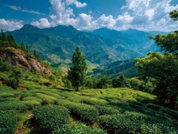 夏日云南之旅:花茶與美景的完美邂逅旅行指南