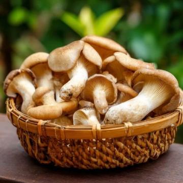 炎夏七月，尋找健康美味的野生松茸替代品
