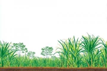 如何種植甘蔗:甘蔗種植基礎知識