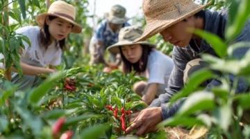 巴州區興文小學校園農場種蔬菜,校門口擺攤搞義賣
