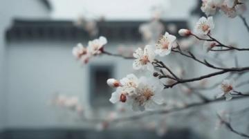 天津清明賞花哪里好？這份海棠花觀賞指南請收好！