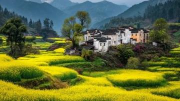 江南秘境:藏于古村中的油菜花海等你來探秘