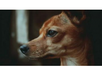 萌寵買菜記：自學短視頻制作之旅的治愈系劇情腳本與剪映技巧分享