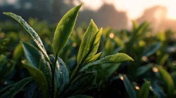 常喝的茶葉有哪些？綠茶中的春日鮮爽代表：西湖龍井與黃山毛峰