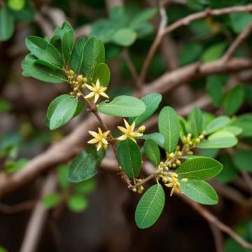 漲知識(shí)了!原來(lái)這是連翹花小鼓掌這個(gè)野花不簡(jiǎn)單!