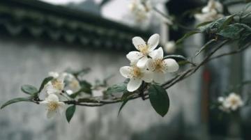 兩日游路線：武大櫻花+東湖綠道，這樣玩不繞路！