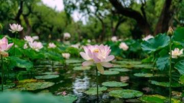 寧波植物園游玩攻略：賞花休閑全指南