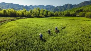 常喝的茶葉有哪些？綠茶中的春日鮮爽代表：西湖龍井與黃山毛峰