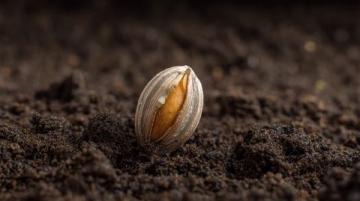 花生種植全攻略：從選種、育苗到高產收成的實用技巧