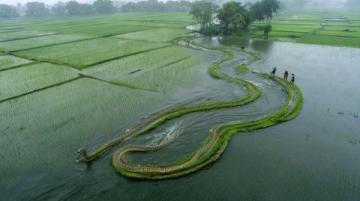 阜陽河道刀魚泛濫村民狂撈背后是生態改善信號?