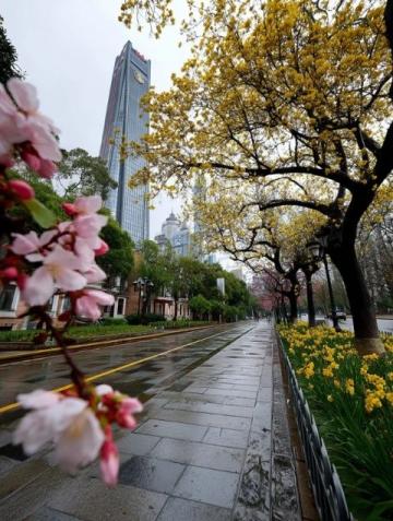 蘇州東沙湖公園：春風中綻放的花季盛宴