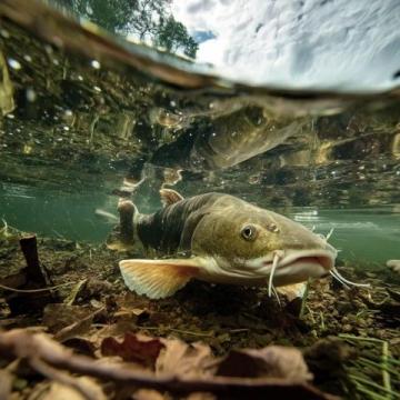 阜陽河道刀魚泛濫村民狂撈背后是生態改善信號?