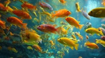 三點必知！養殖青魚的水深度、密度和水環境管理秘籍