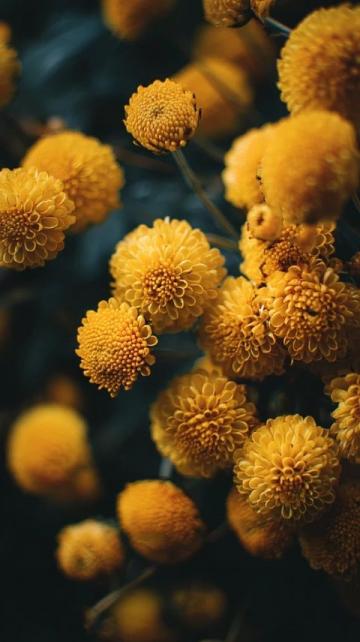 2025年湖南油菜花節3月17日啟幕,共賞金色花海盛宴