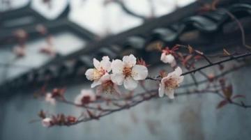 兩日游路線：武大櫻花+東湖綠道，這樣玩不繞路！