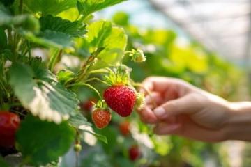 如何正確挑選草莓、蘋果、香蕉等水果的實用技巧