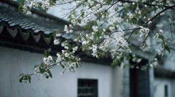 兩日游路線：武大櫻花+東湖綠道，這樣玩不繞路！