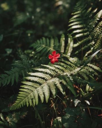 如何讓賞花經(jīng)濟(jì)花開(kāi)日日紅?