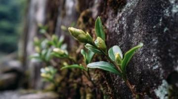 常喝的茶葉有哪些？綠茶中的春日鮮爽代表：西湖龍井與黃山毛峰