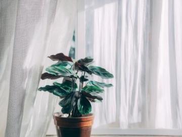 室內(nèi)綠植養(yǎng)護攻略:揭秘滴水觀音的五大護理技巧
