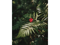 如何讓賞花經(jīng)濟(jì)花開(kāi)日日紅？
