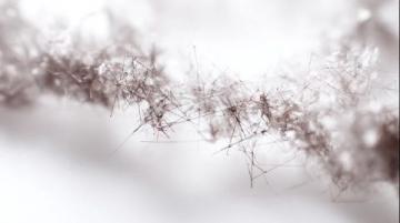 糖分轉化碳鏈,為生命提供能量源泉