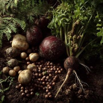 花生種植全攻略：從選種、育苗到高產收成的實用技巧