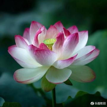 心馳神往!廣西橫州茉莉花之旅不容錯過