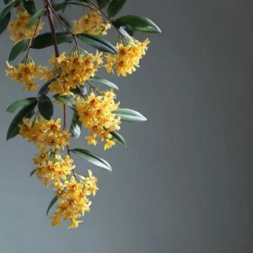 漲知識(shí)了!原來(lái)這是連翹花小鼓掌這個(gè)野花不簡(jiǎn)單!