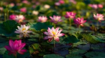 濰坊高密南湖植物園——城市綠洲的詩意棲居**