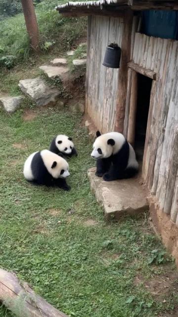 2歲北極看熊,4歲南極看企鵝!這個(gè)杭州娃可能創(chuàng)造了世界紀(jì)錄!如果有機(jī)會(huì)