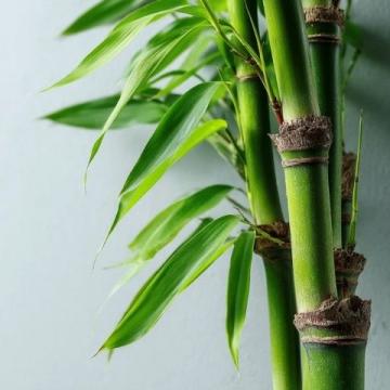 春筍鮮嫩上市，春日味蕾盛宴，探尋健康活力之源