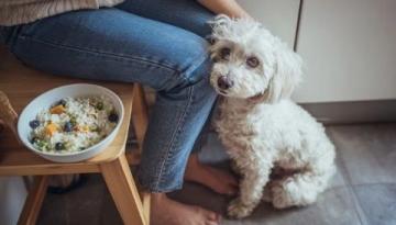 秋冬換季注意!避免給狗狗喂食冷食保持健康