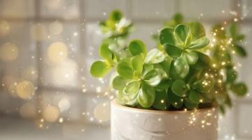 室內(nèi)綠植養(yǎng)護攻略:揭秘滴水觀音的五大護理技巧