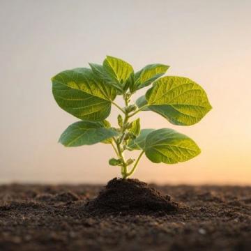 花生種植全攻略：從選種、育苗到高產收成的實用技巧