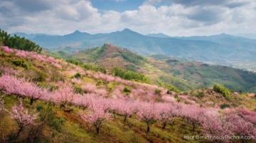 心馳神往!廣西橫州茉莉花之旅不容錯過