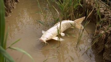 野釣鯽魚爆護(hù)攻略:釣位選擇、天氣影響與餌料搭配技巧